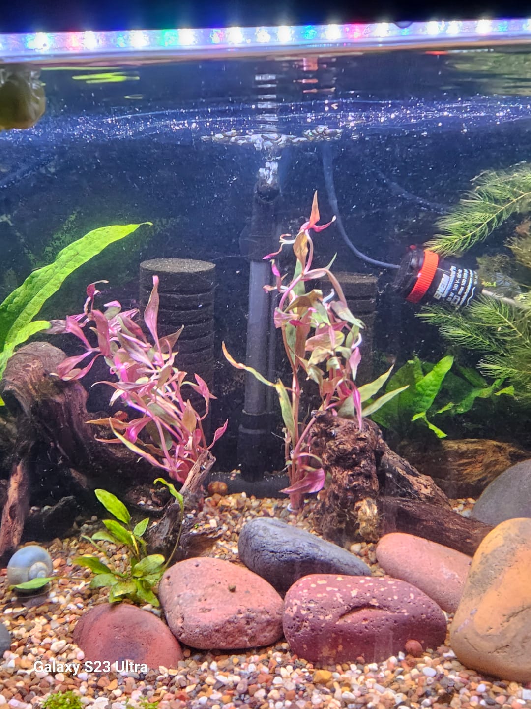 Customer photo review of Scarlet Temple  (Alternanthera reineckii)