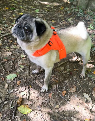 James B. review of Boomerang Harness - XS-M Breeds - Orange image 1 out of 3