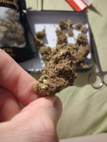 Customer photo review of Gold Spectrum THCA Flower - Top Quality Strain of the Month