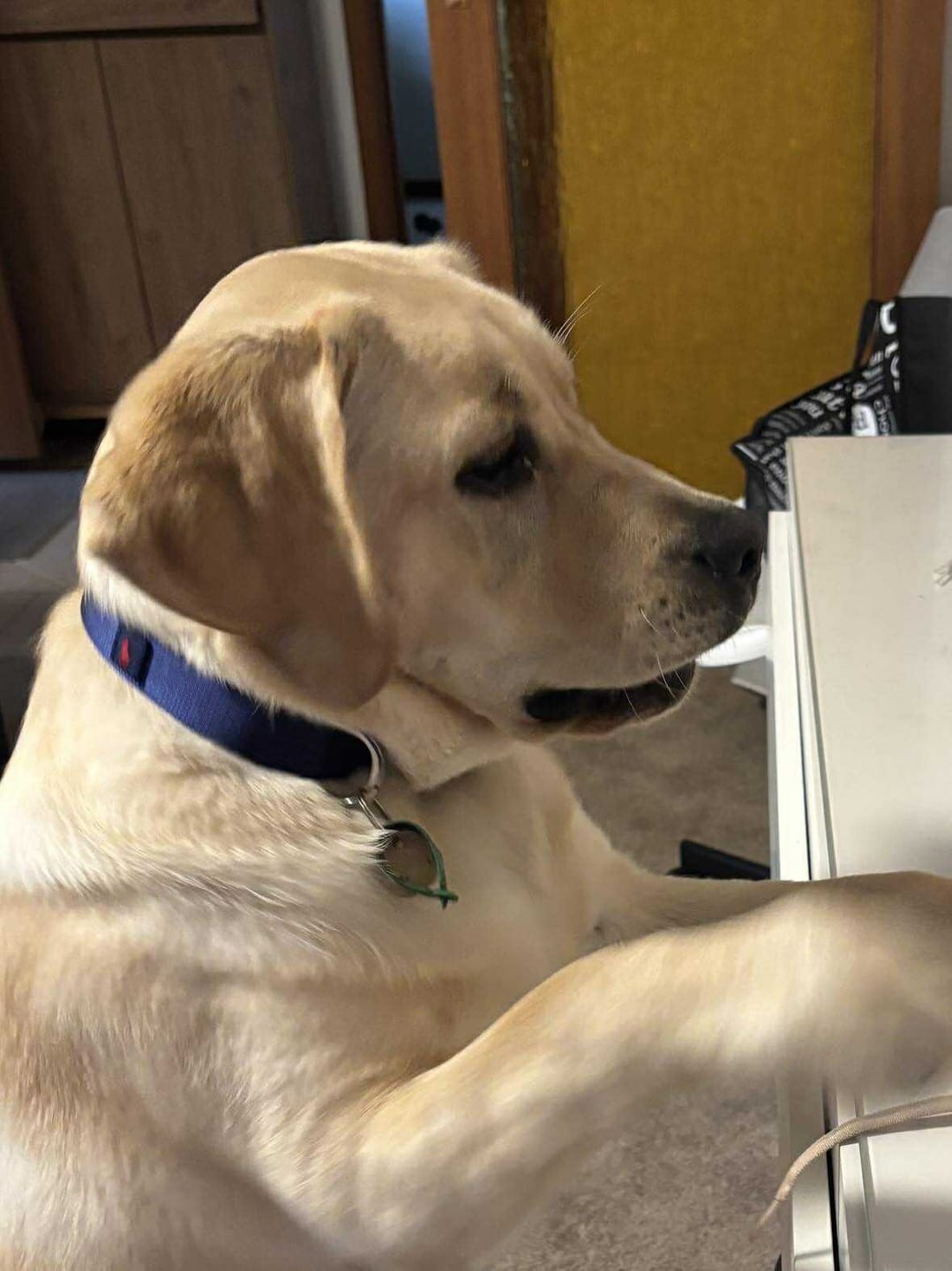 Customer photo review of Polo Ralph Lauren Nylon Dog Collar