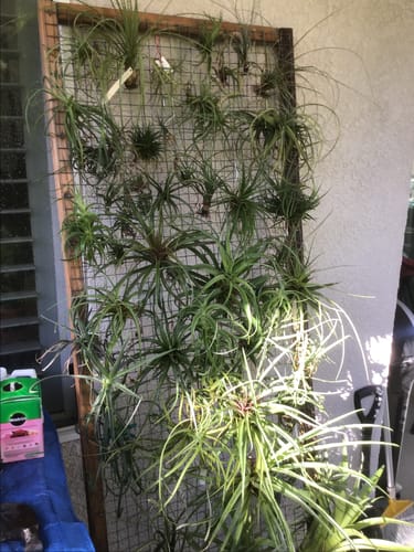 Customer photo review of **Air Plant Mystery Box**  (ALL TIERS BACK IN STOCK!)
