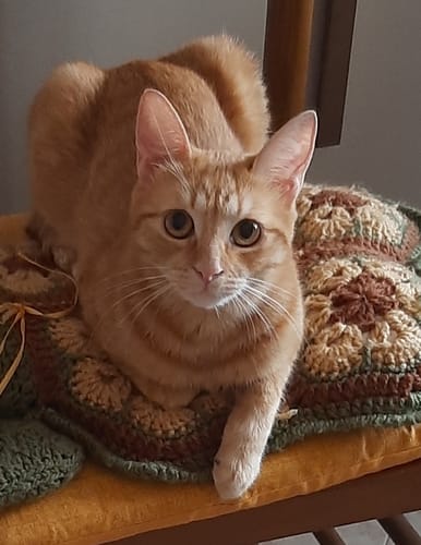 Customer photo review of Diffusore Calmante per Gatti