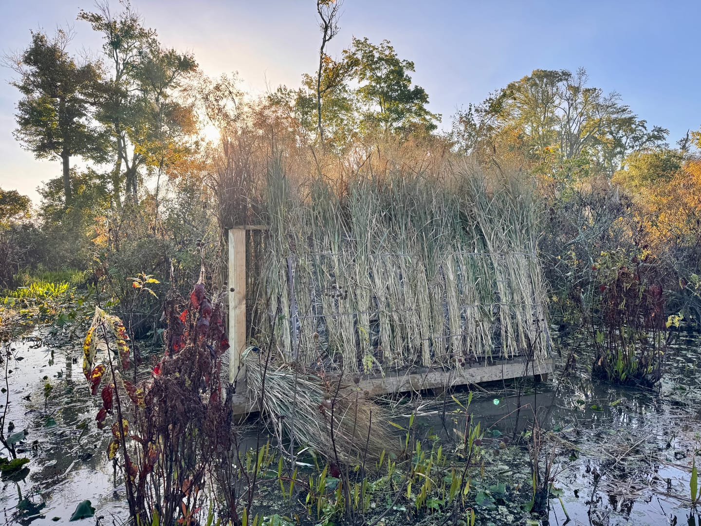 Customer photo review of Tidewe Panel Ground Blind for Duck Hunting