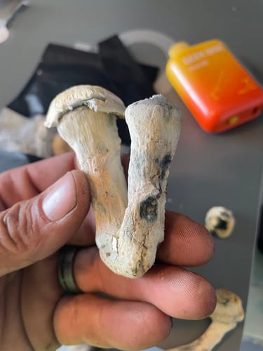 Customer photo review of Non Detect Mushrooms