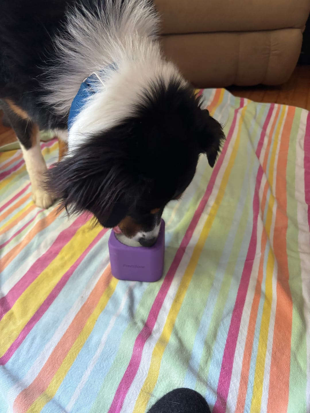 Customer photo review of Freezbox - Super Tough Treat Toy