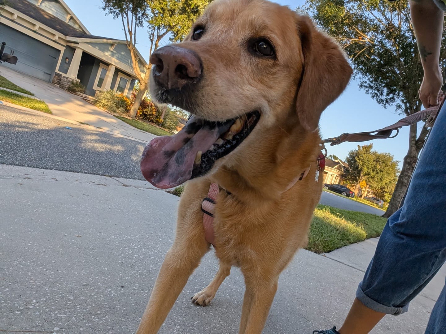 Customer photo review of Dog WALK-EASY™ Advanced Hip & Joint Pain Remedy