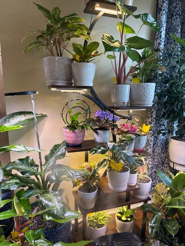 Cheri R. review of Fungus Gnat Death Drops image 1 out of 1