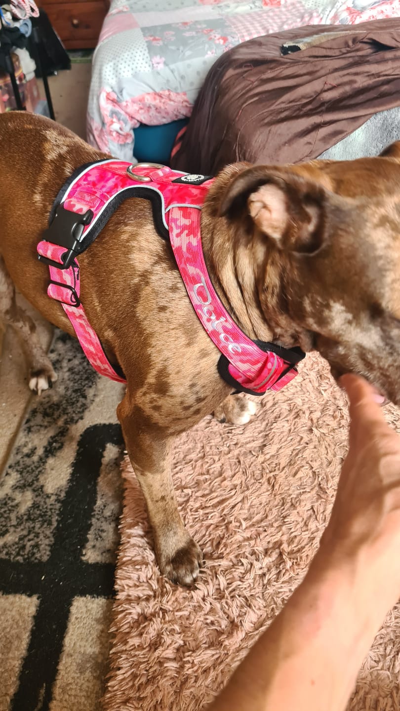 Customer photo review of Comfort Premium Harness | Non Restrictive - Bubblegum