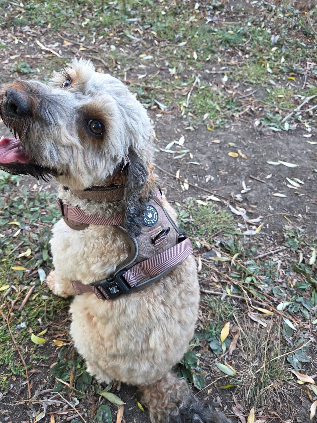 Customer photo review of Trail & Glow Tweed Dog Harness - Oxford Tweed