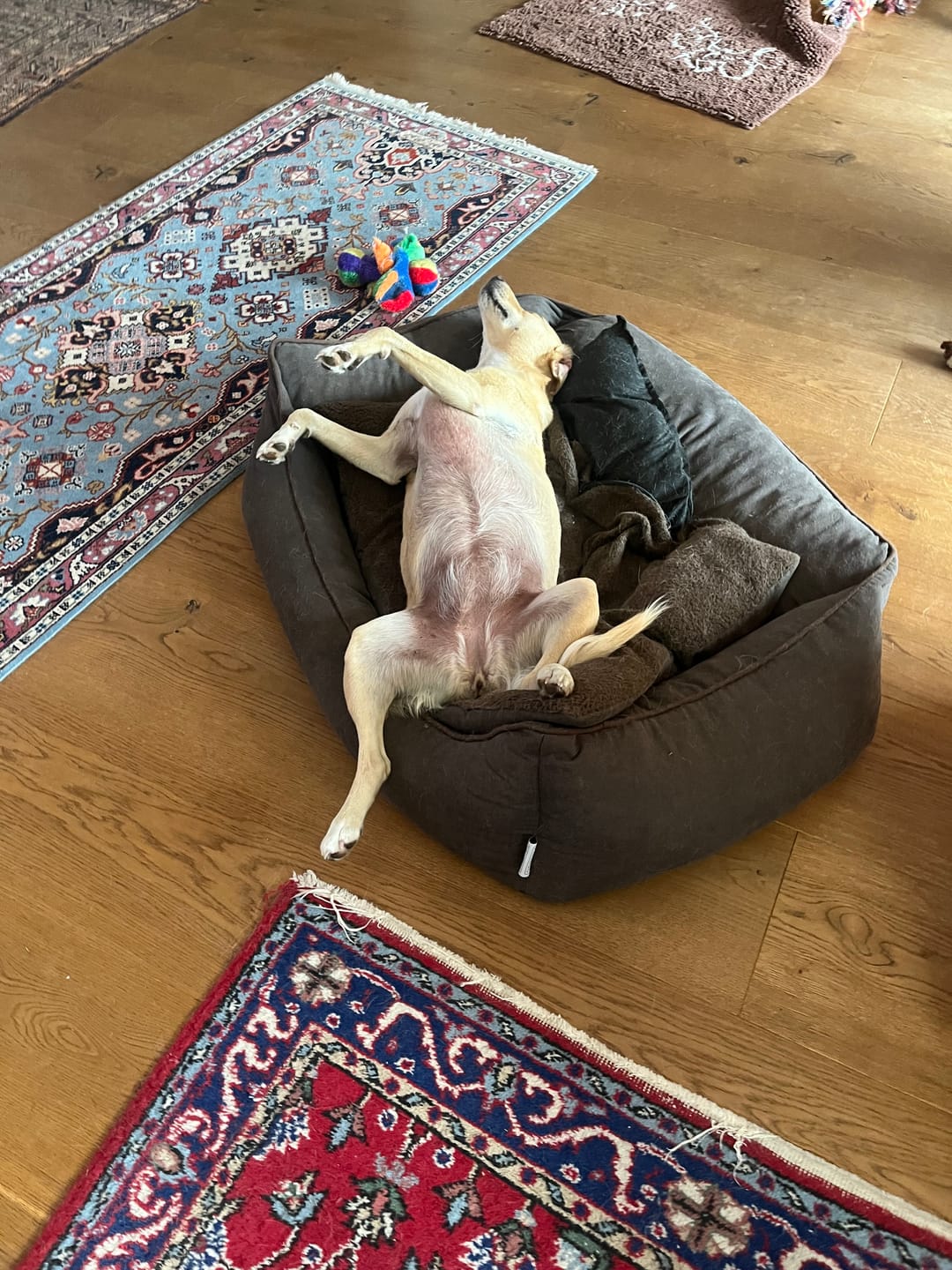 Customer photo review of Hundekekse - Apfel-Fenchel - 5 mg CBD (vegan)