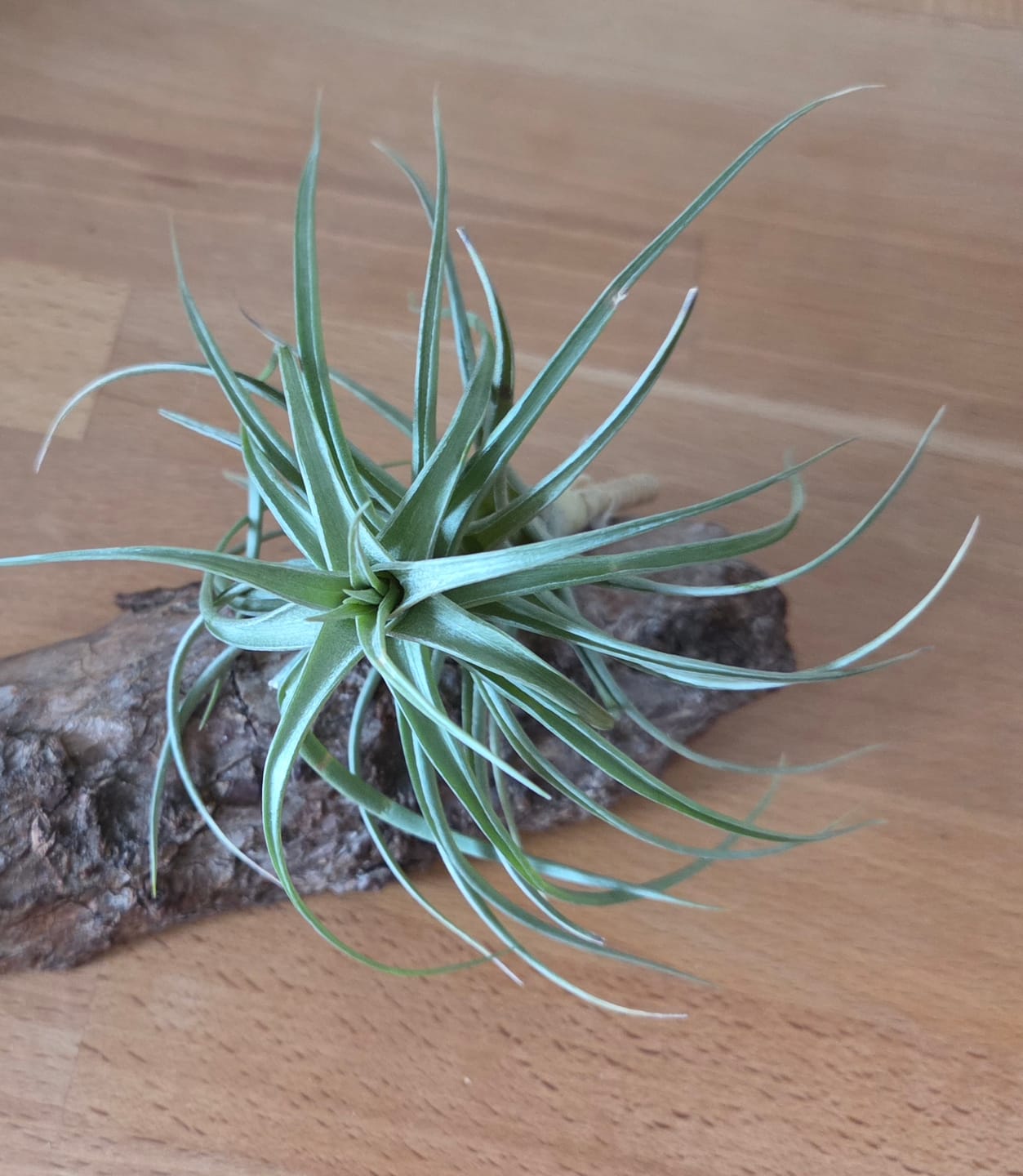 Customer photo review of Tillandsia aeranthos