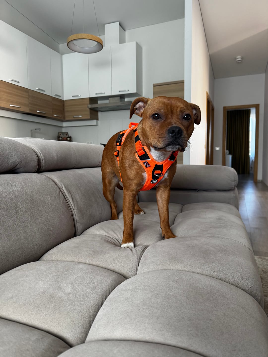 Customer photo review of Anti Pull Harness | With Handle & Lighter | Hurricane Harness - Orange
