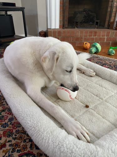 Customer photo review of Freezbaseball-  Durable Frozen Baseball Chew Toy for Dogs