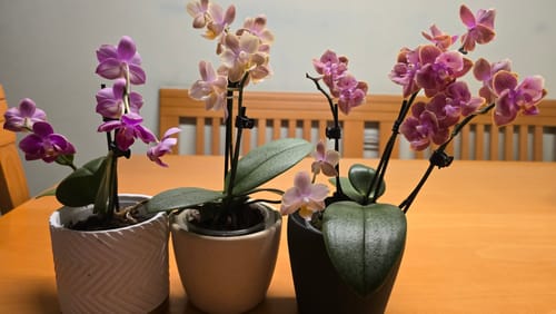 Customer photo review of Duftorchideen Table Dance im 3er Set mit 2 Rispen