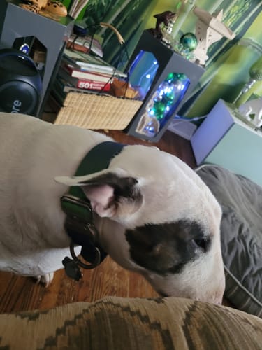 Customer photo review of Comfort Control No-Pull Dog Harness - Lime Wave