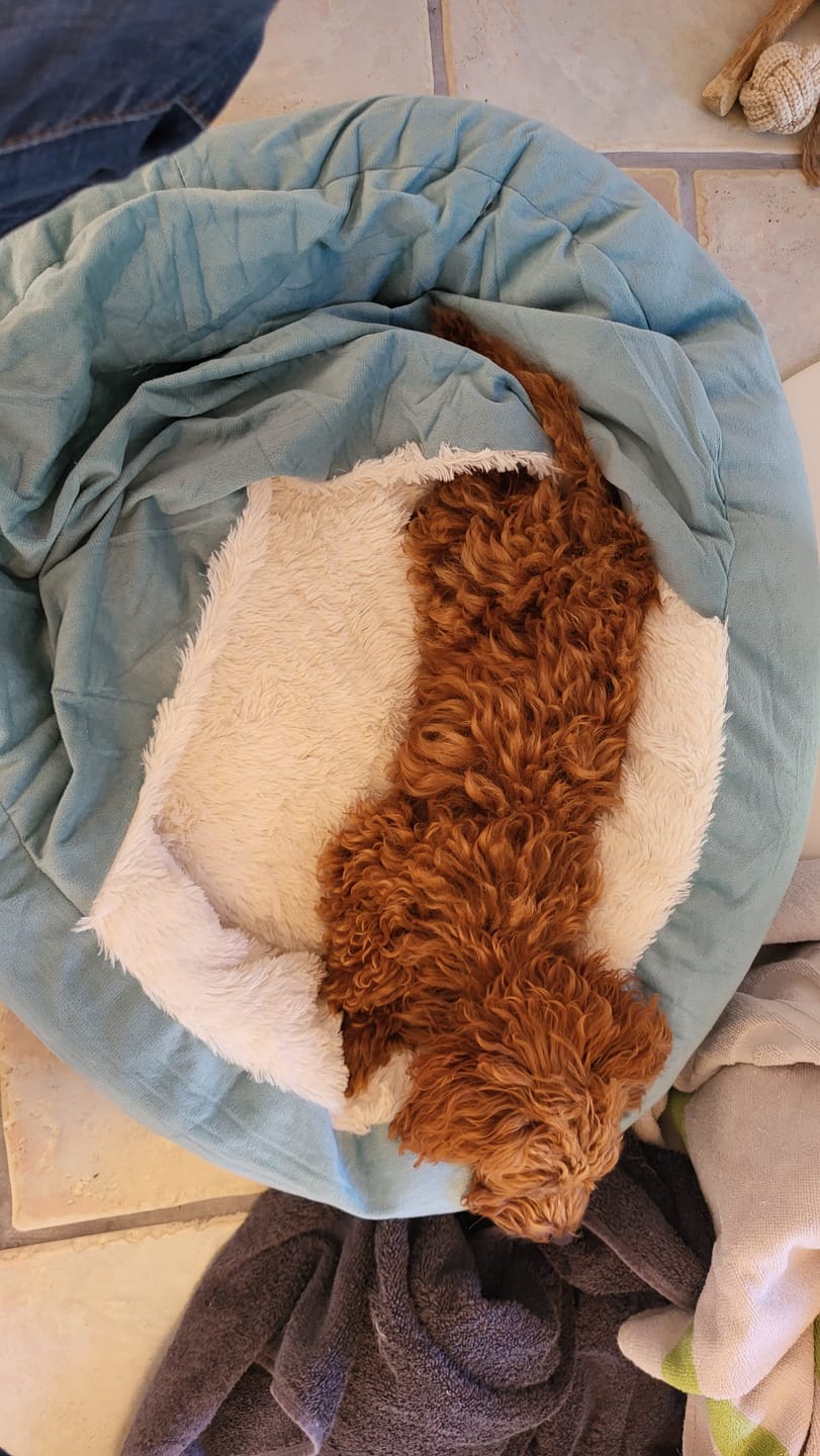 Customer photo review of Emmalove - Kuschelhöhle für Hunde