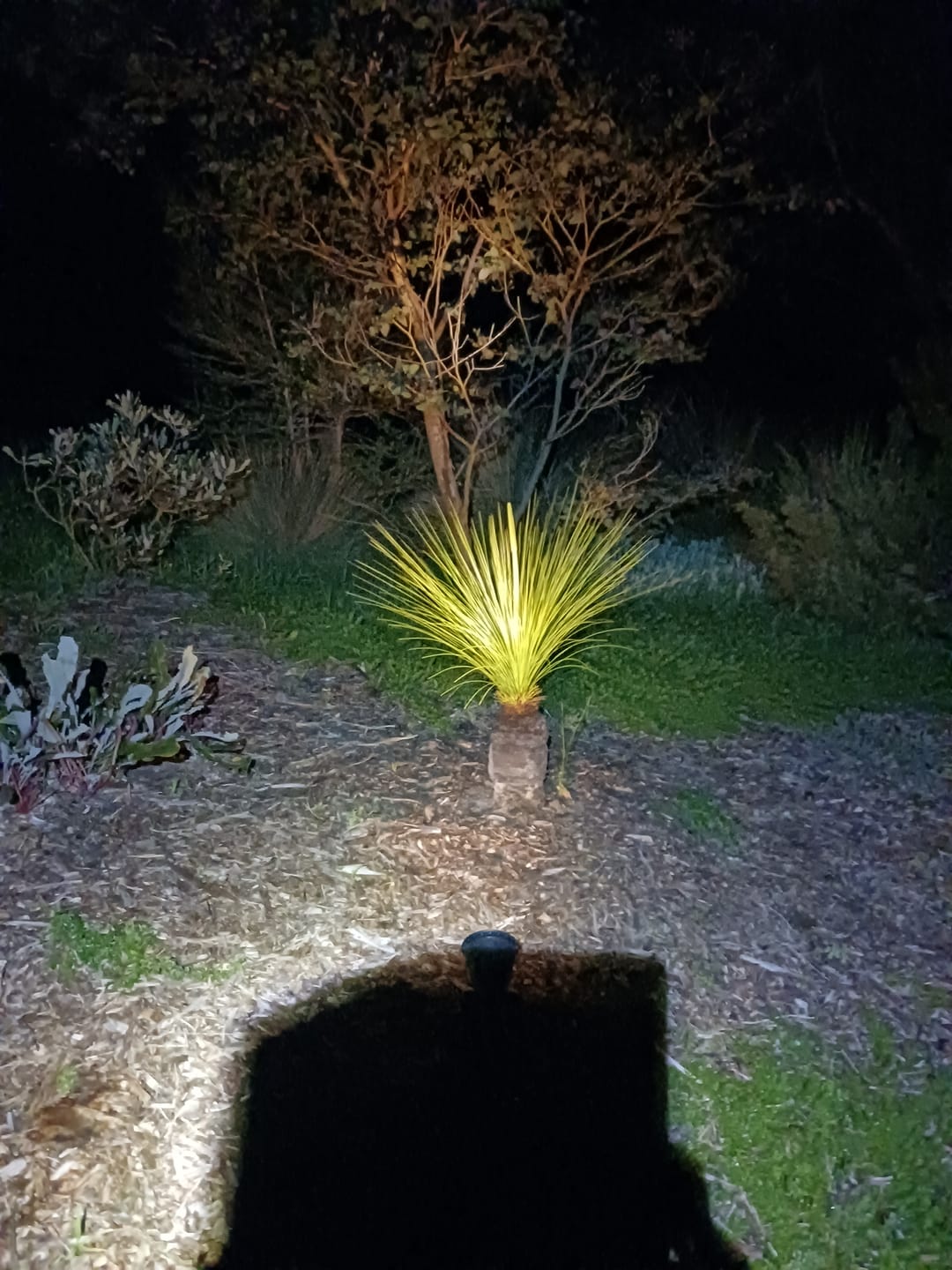 Customer photo review of Solar Ground Spotlights