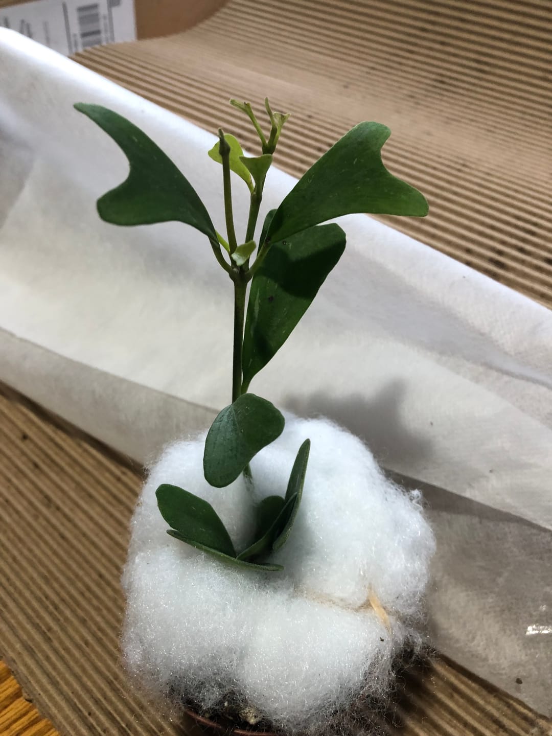 Customer photo review of Hoya manipurensis