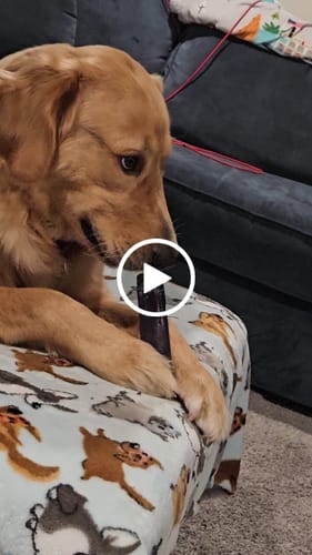 Customer video review of Blueberry Yak Chews
