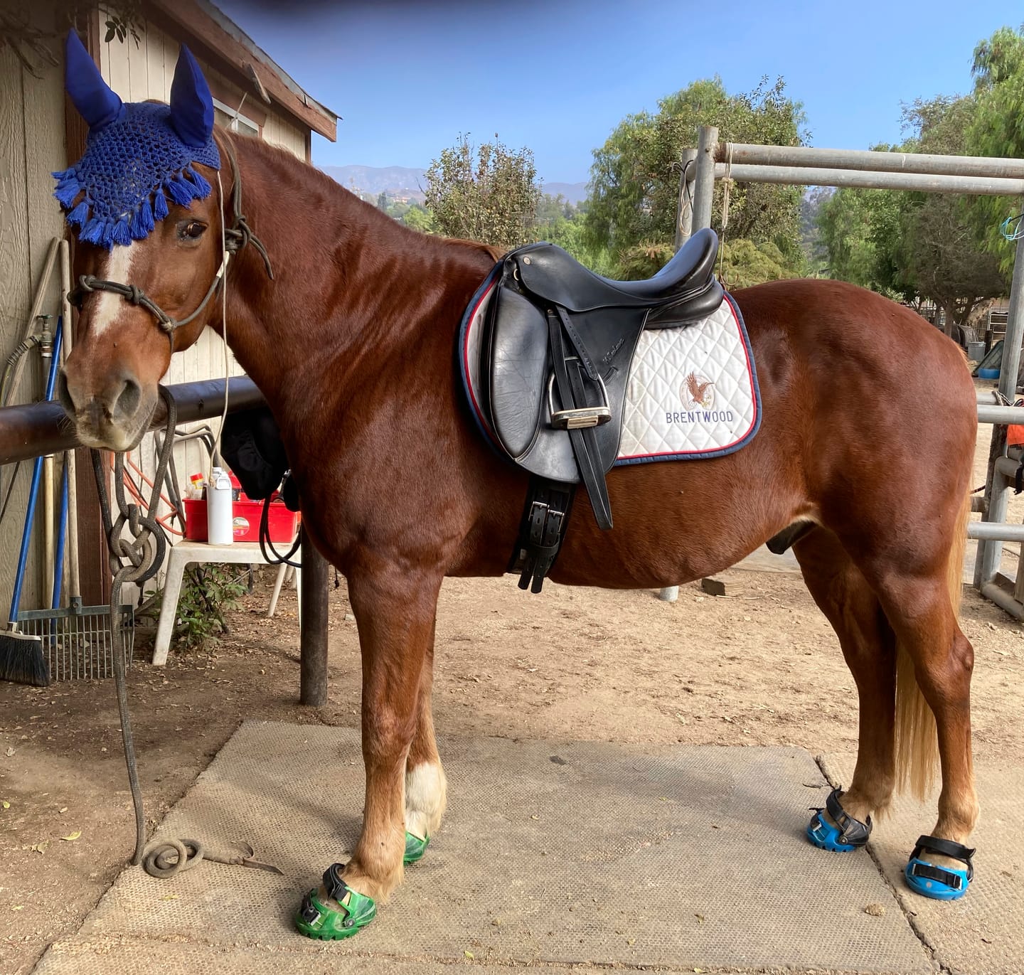 Customer photo review of Renegade® Viper Vivid™ Hoof Boot - Blue Sapphire