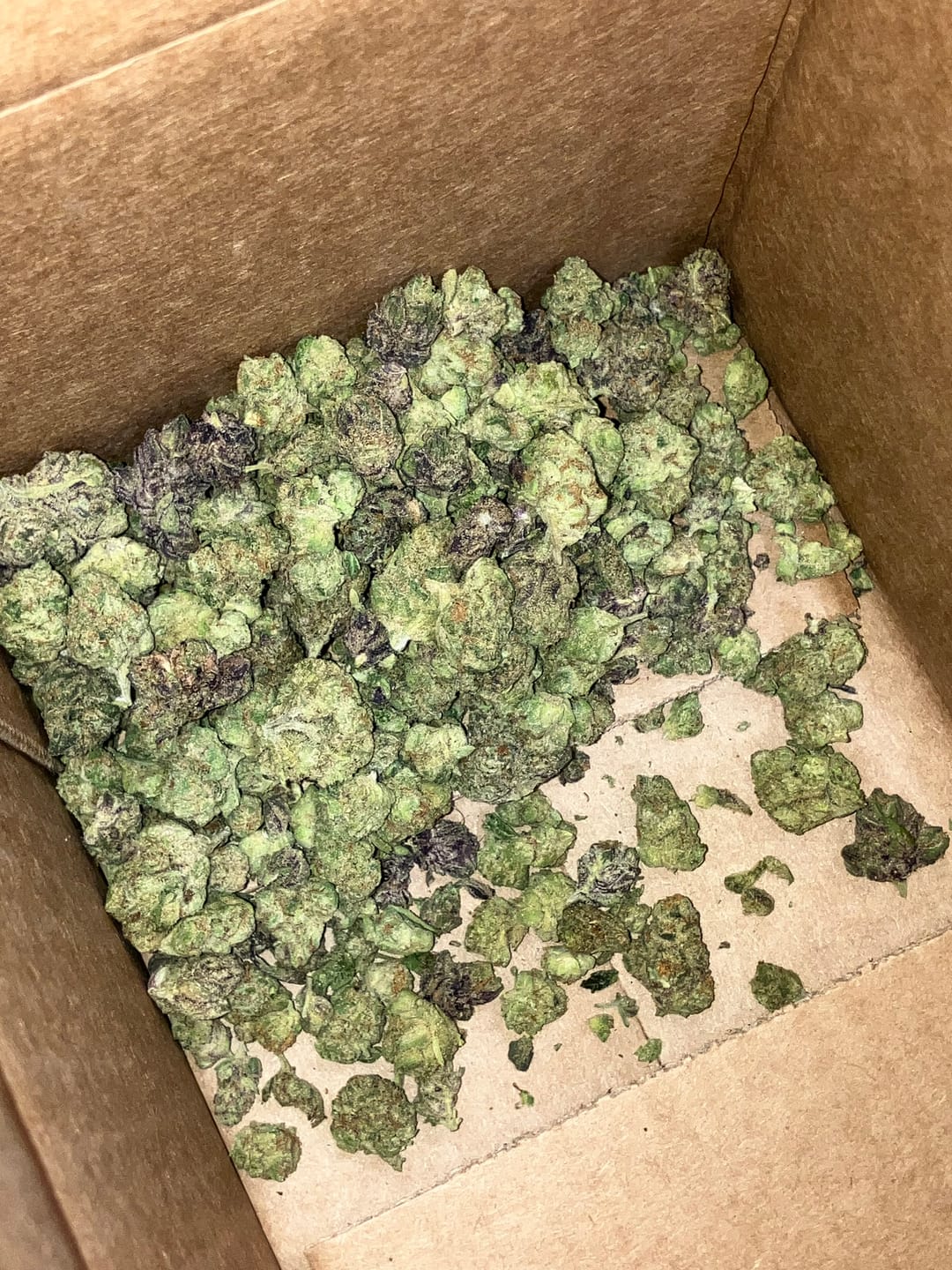 Customer photo review of Exotic Micros