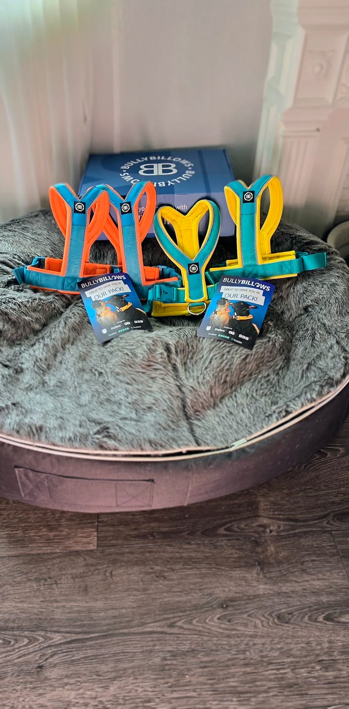 Customer photo review of Slip on Harness | Foam Padded - Turquoise x Yellow