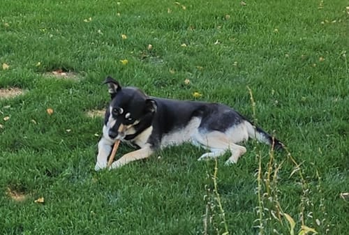 Customer photo review of 12 Inch Beef Collagen Sticks