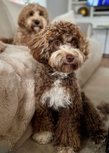 Kundenbewertung mit Foto zu CAILY | Hundedecke & Sofaschutz – Wasserdicht, waschbar & super weich