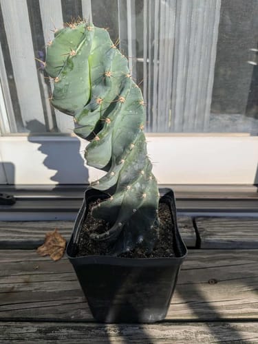 Customer photo review of Cereus forbesii Spiralis | Spiral Cactus