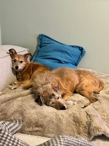 Kundenbewertung mit Foto zu CAILY | Hundedecke & Sofaschutz – Wasserdicht, waschbar & super weich