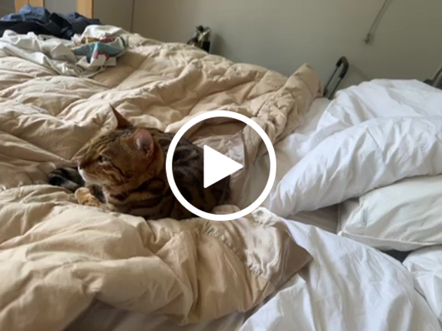 Customer video review of 100% Organic Cotton Quilt Cover