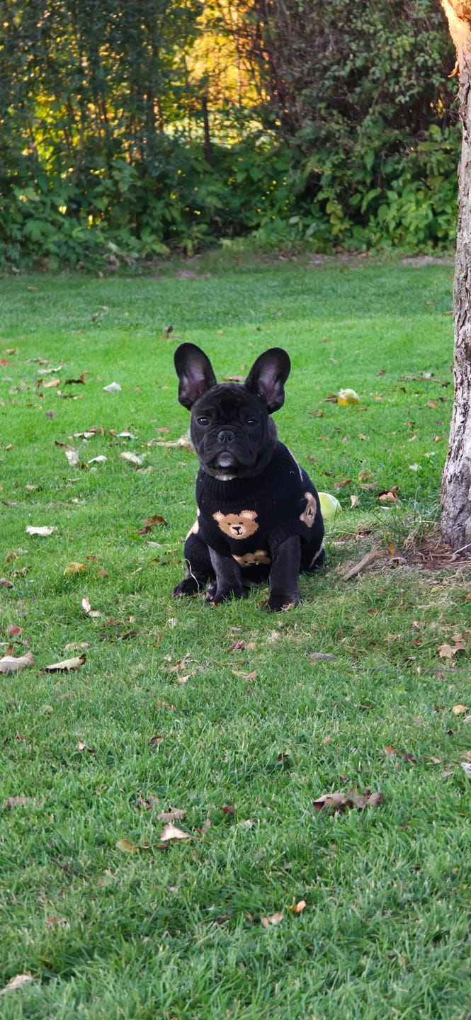 Customer photo review of Broken Teddy Bear Knit Dog Sweater - Black