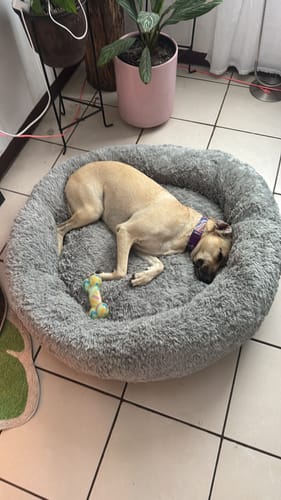 Customer photo review of Cama Antiestrés para Perros