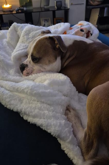 Customer photo review of White Edition | Luxury Dog & Human Blanket