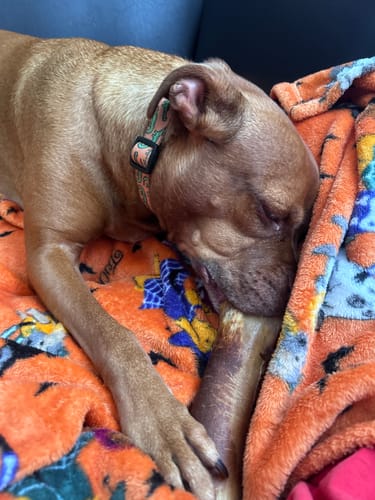 Customer photo review of Smoked Beef Marrow Bone