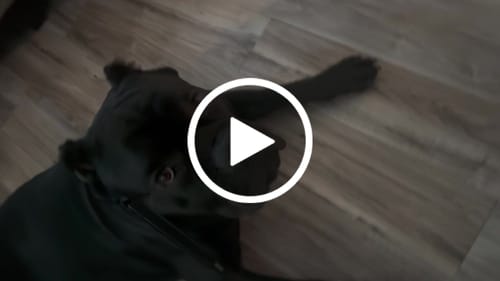 Customer video review of Prong Backup Safety Clip