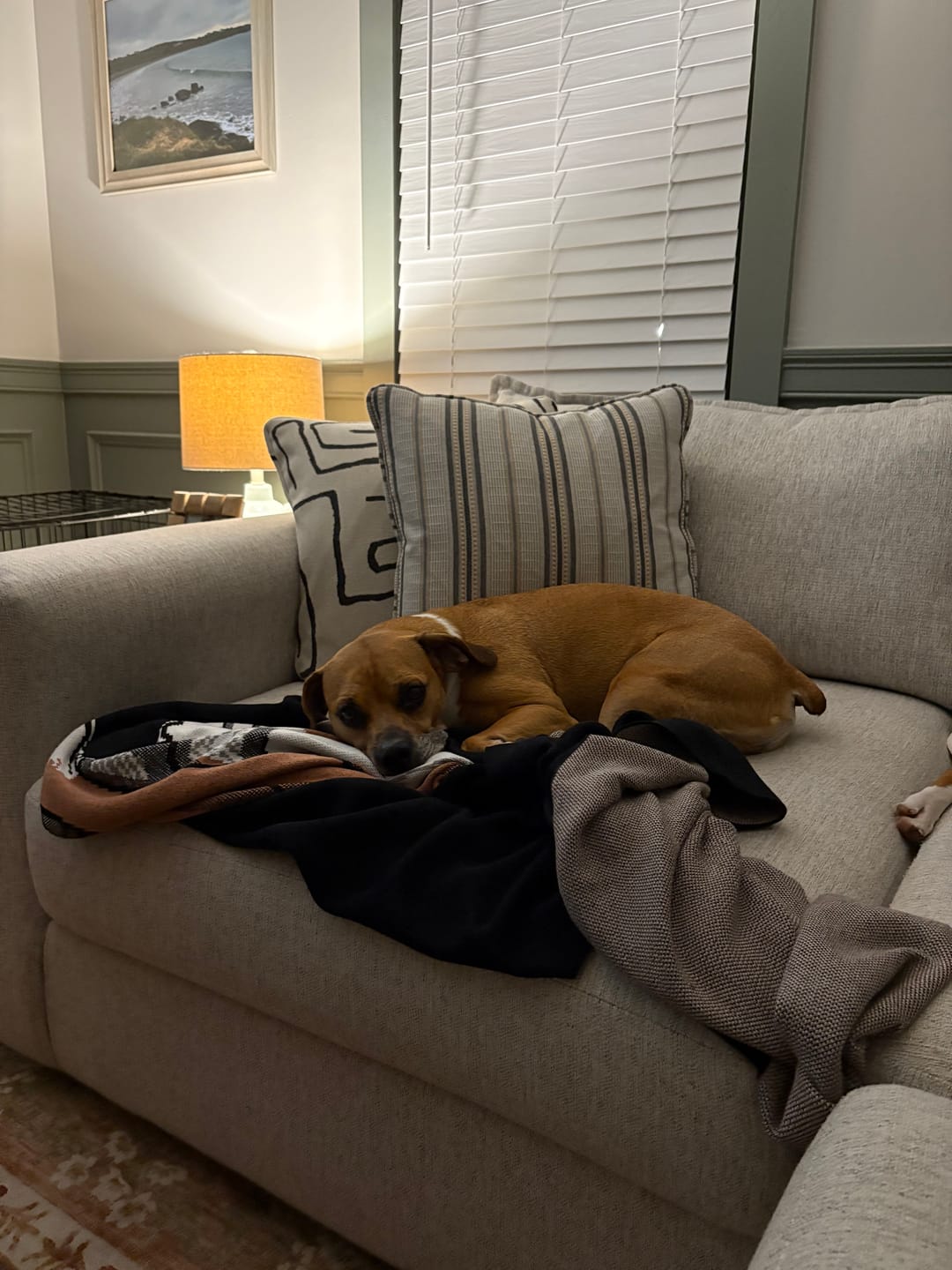Customer photo review of Plain Dog - Custom Knitted Blanket