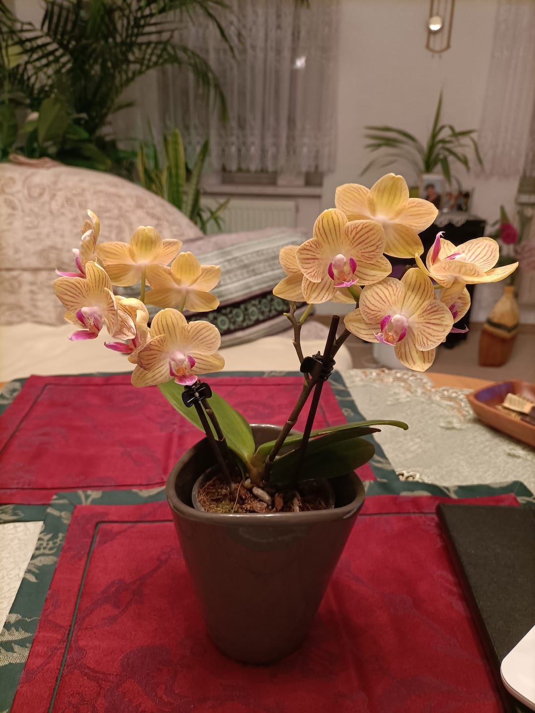 Customer photo review of Table Dance Lima mit gelb-gestreiften Blüten und 2 Rispen
