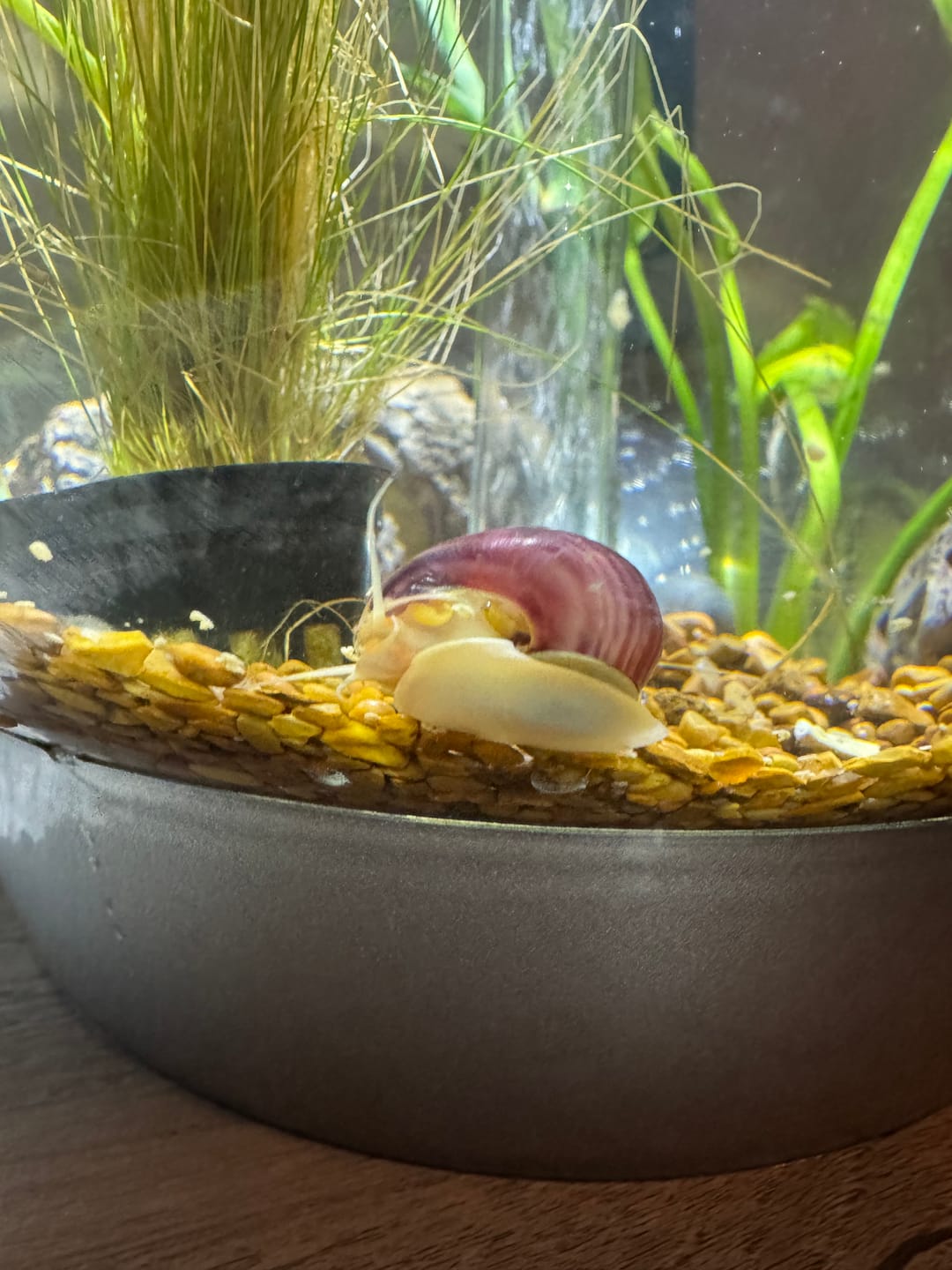 Customer photo review of Magenta Mystery Snail