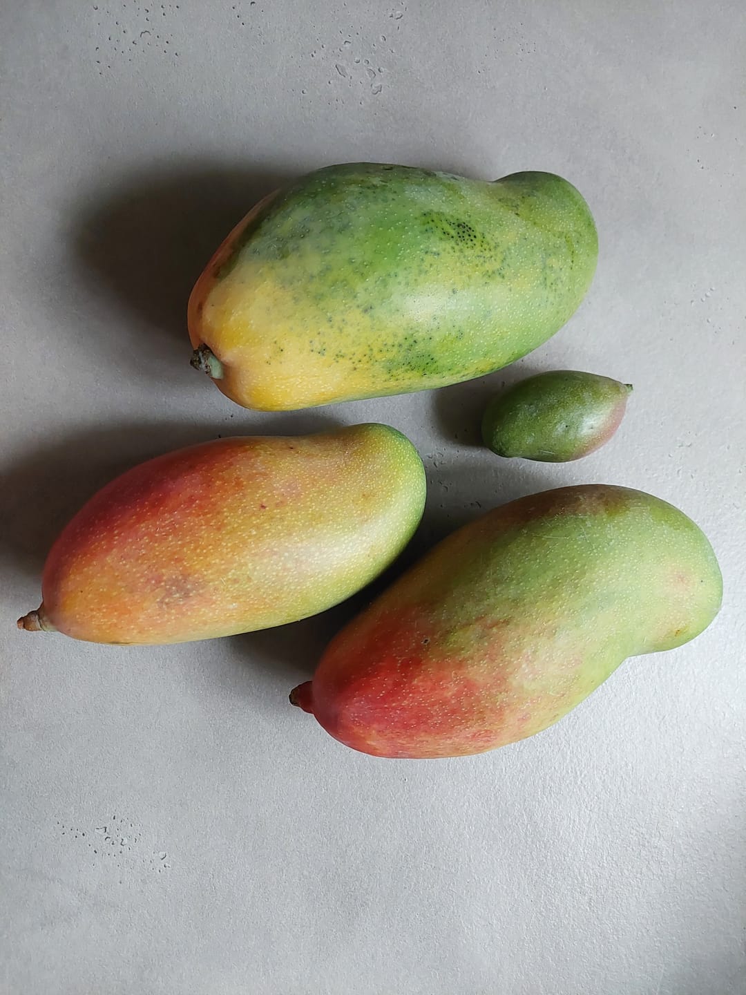 Customer photo review of Mango Valencia Pride von Julian Aktionspreis %