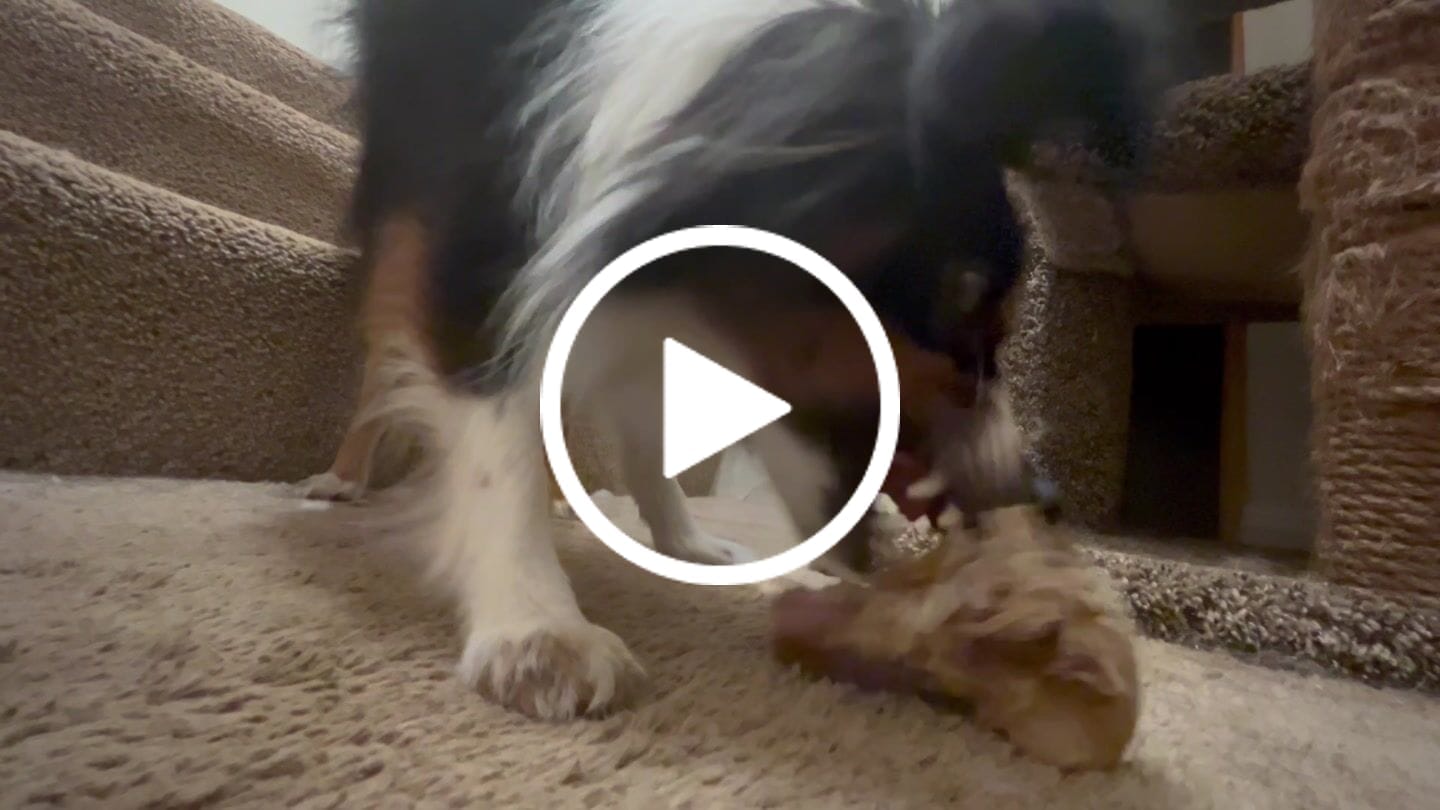 Customer video review of Ostrich Knuckle (Medium – 4" x 3"): The Perfect Chew for Small to Medium Dogs & Sensitive Stomachs