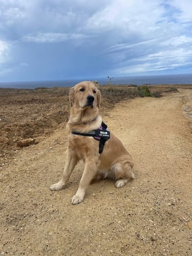 Customer photo review of No-Pull Paw Harness™ (Get Free Leash)