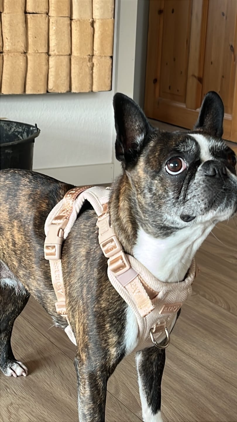 Customer photo review of Staey - Elma Hundesele, Light Rose