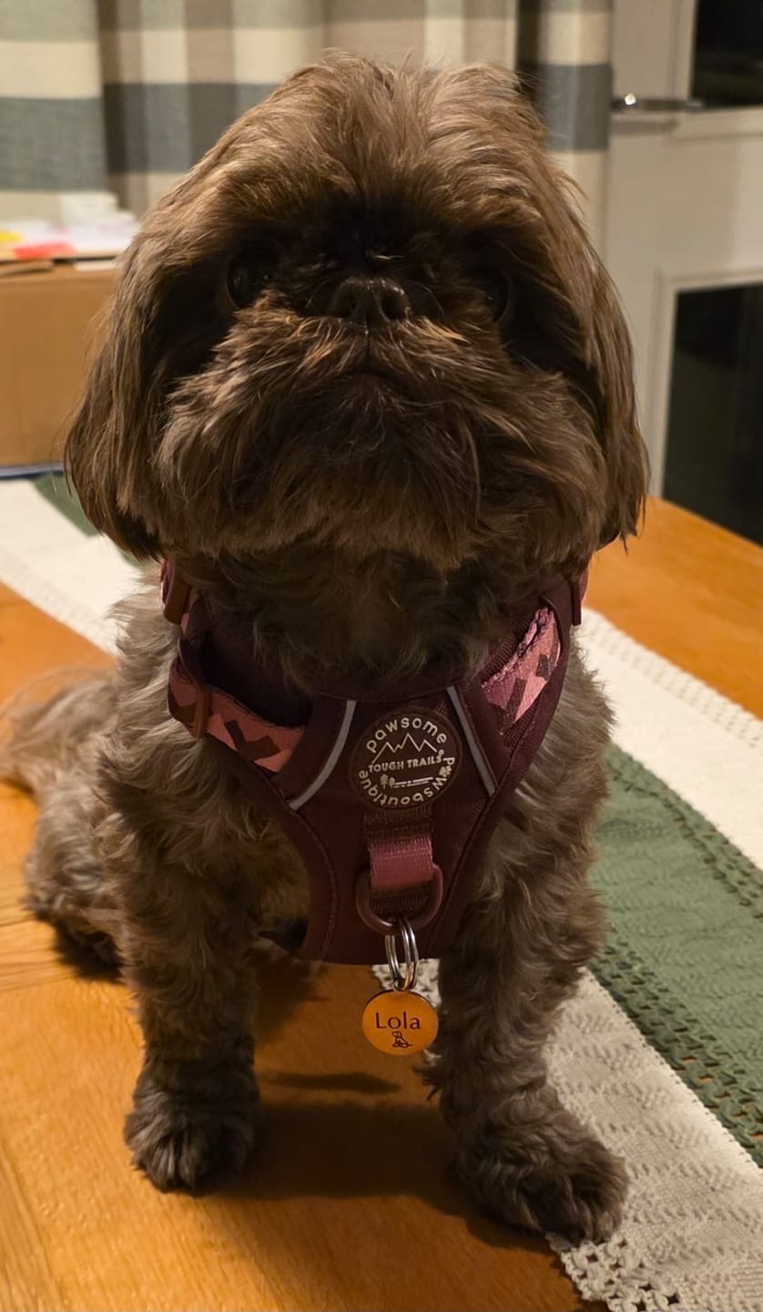 Customer photo review of Tough Trails™ Harness - Walkies Ready® Mulberry