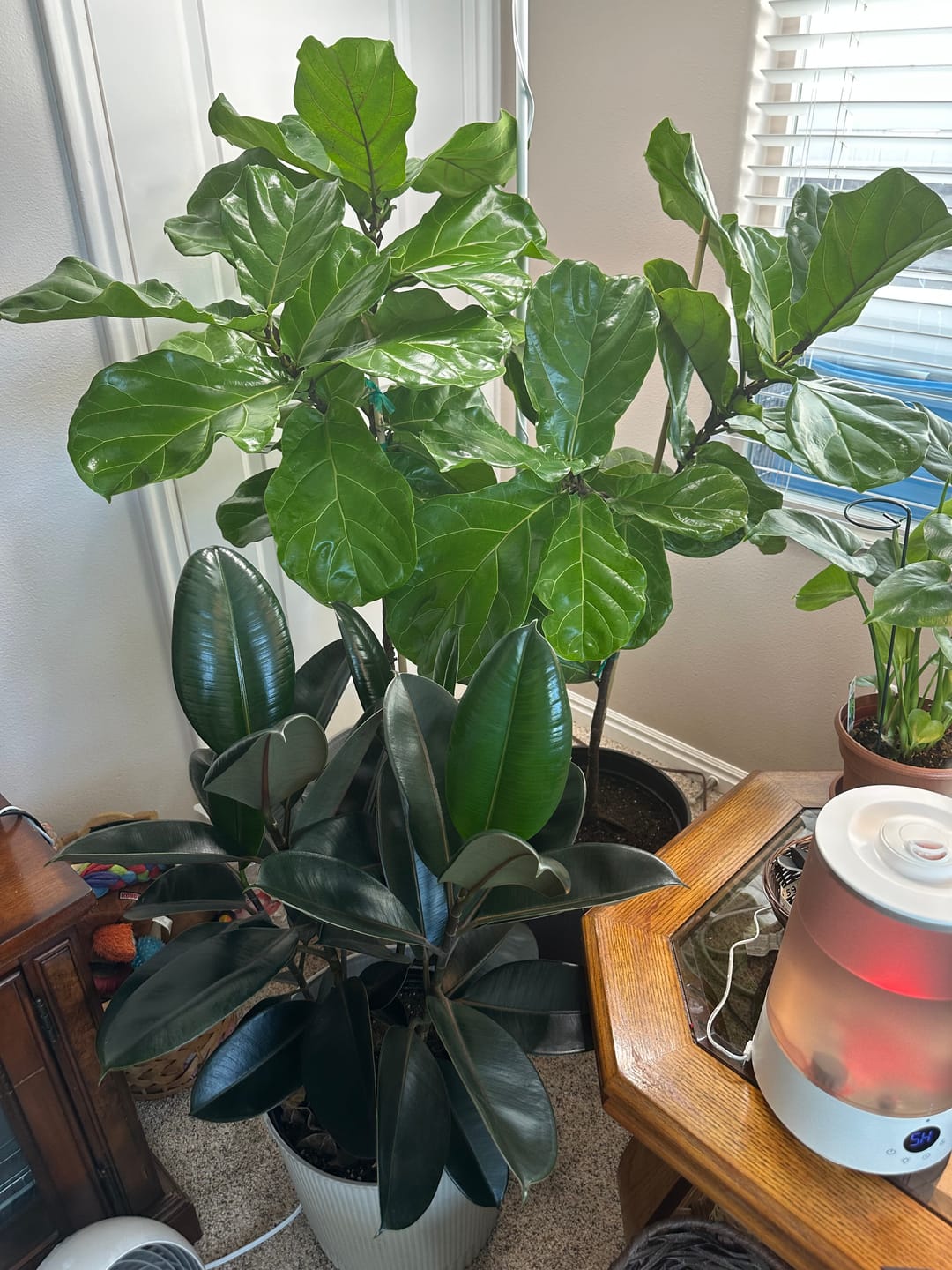 Customer photo review of Leaf Cleanse