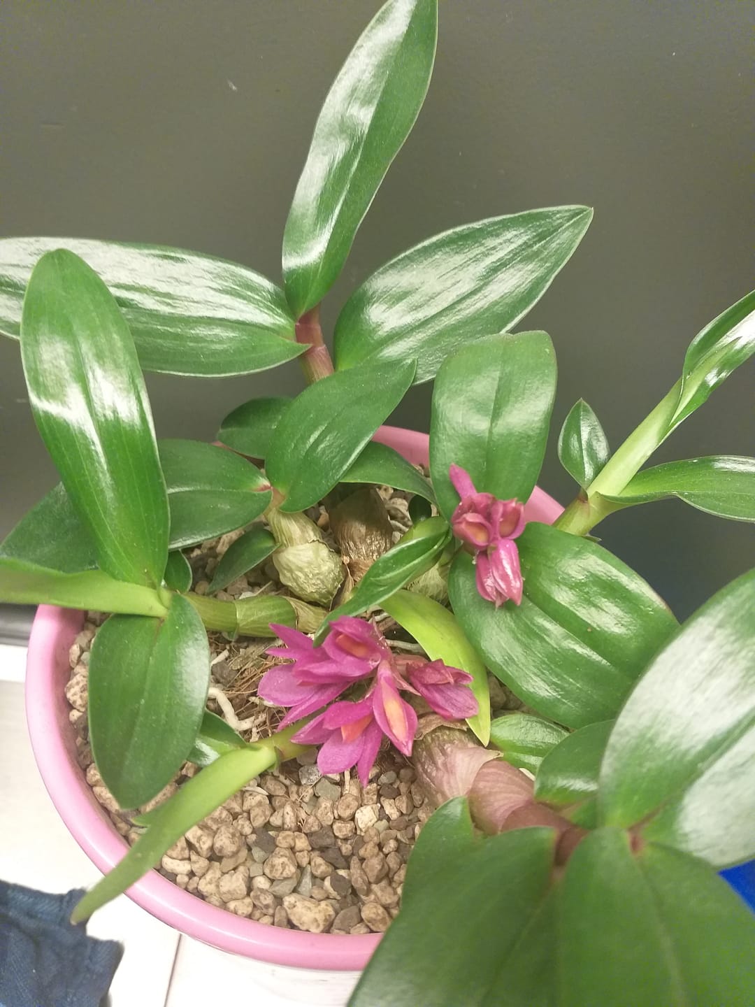 Customer photo review of Dendrobium Hibiki mit pinken Blüten