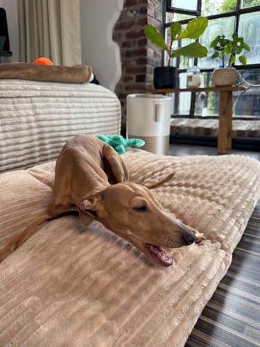 Customer photo review of Pet Air Purifier