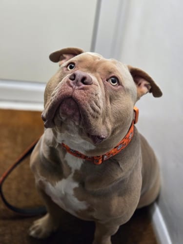 Hayley M. review of 4cm Lighter Combat® Collar | Halloween BooBillows image 1 out of 3