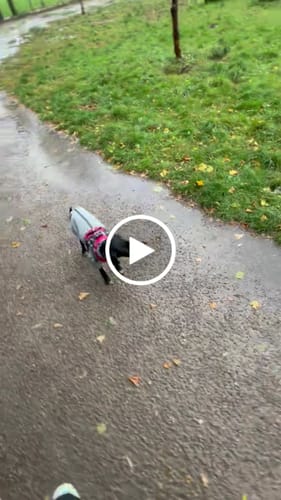 Customer video review of Dog Copenhagen Comfort Walk Pro™ hundesele Wild Rose