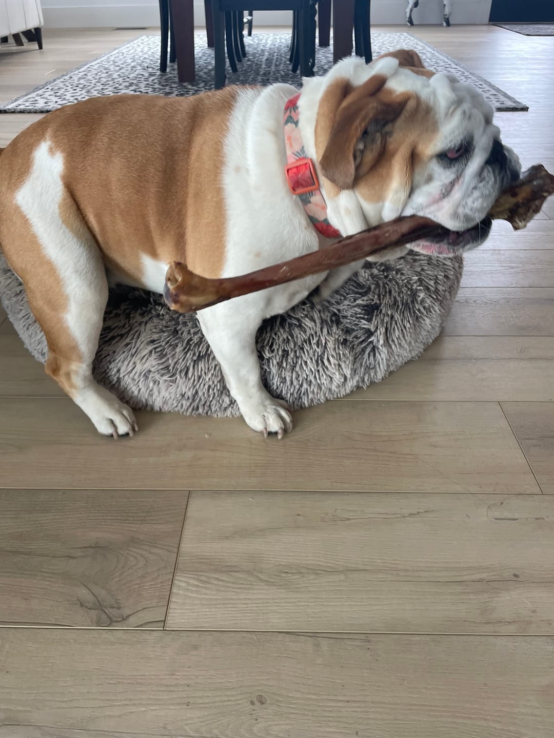Customer photo review of Ostrich Long Bone (19" x 3.5"): The Ultimate Challenge for Medium, Large & Extra-Large Dogs